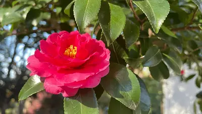 Camellia japonica Camellia japonica