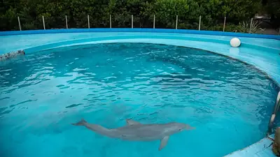 Quebró el Aquarium de Mar del Plata, intentaron vender los animales y la Justicia definirá sus destinos Quebró el Aquarium de Mar del Plata, intentaron vender los animales y la Justicia definirá sus destinos
