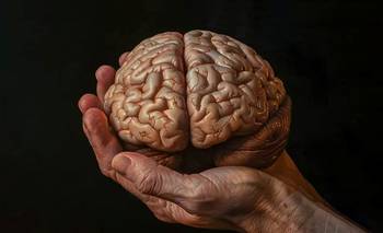 Envejecimiento cerebral: dónde vivís importa tanto como tus genes | Ciencia 