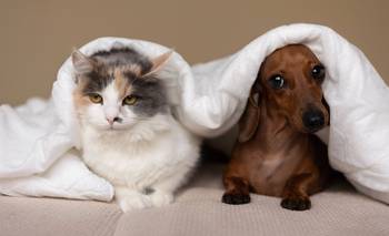 Con qué sueñan los perros y gatos, según psicóloga de Harvard | Mascotas