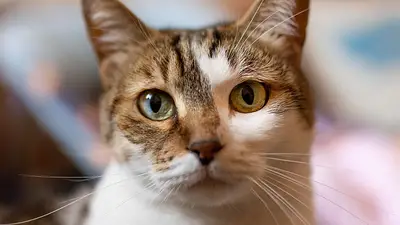gatos. gatos.