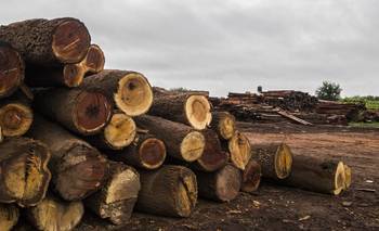 Alerta por la crisis de la industria maderera y pedido urgente a Zdero: "Terminal" | Chaco