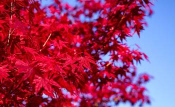 Furor con un árbol japonés se puede cultivar en maceta y es ideal para el otoño | Árbol
