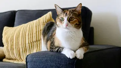 Qué hacen los gatos cuando se quedan solos en casa y cuáles son sus comportamientos más comunes. Qué hacen los gatos cuando se quedan solos en casa y cuáles son sus comportamientos más comunes.