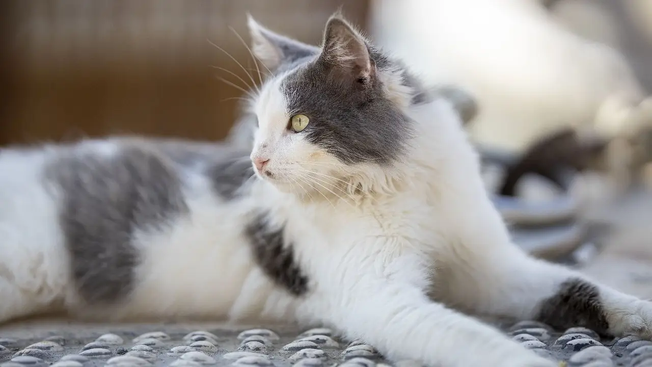 Un país europeo sumó una nueva licencia laboral que permitirá cuidar mascotas enfermas