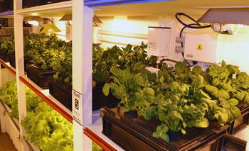 De la Antártida al hogar: buscan adaptar un sistema para cultivar sin tierra | Interdisciplinario