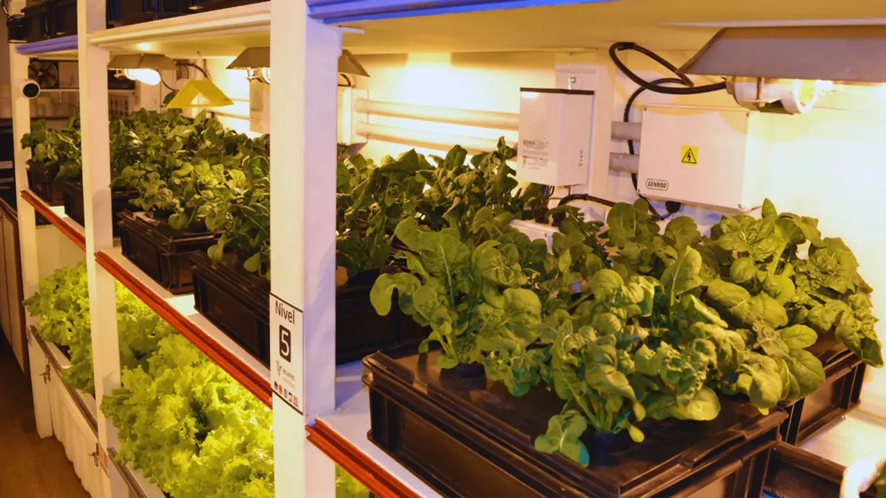 Cultivar sin tierra: buscan adaptar para hogares un sistema hidropónico diseñado para la Antártida