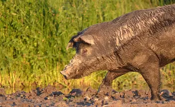 Río Negro avanza con una ley que permitiría vender carne de jabalí y guanaco | Carne