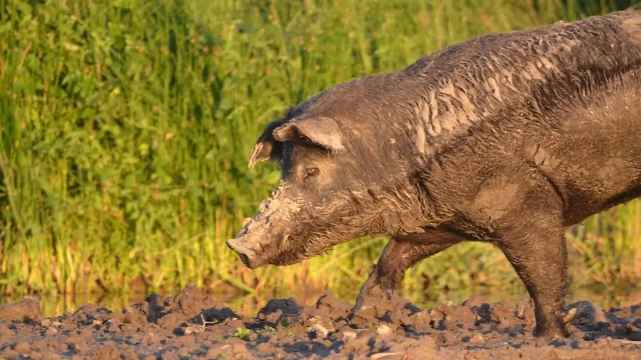 La especie que avanza en la estepa patagónica: alertan por los riesgos de su llegada
