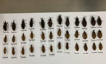 Desmantelan un organismo clave para el control del Chagas y otras endemias | Ajuste