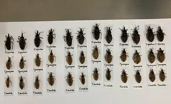 Desmantelan un organismo clave para el control del Chagas y otras endemias | Ajuste