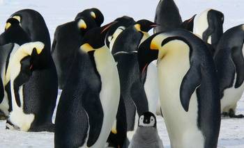 Un informe alertó que dos animales emblemáticos del Ártico y la Antártida están en peligro | Animales