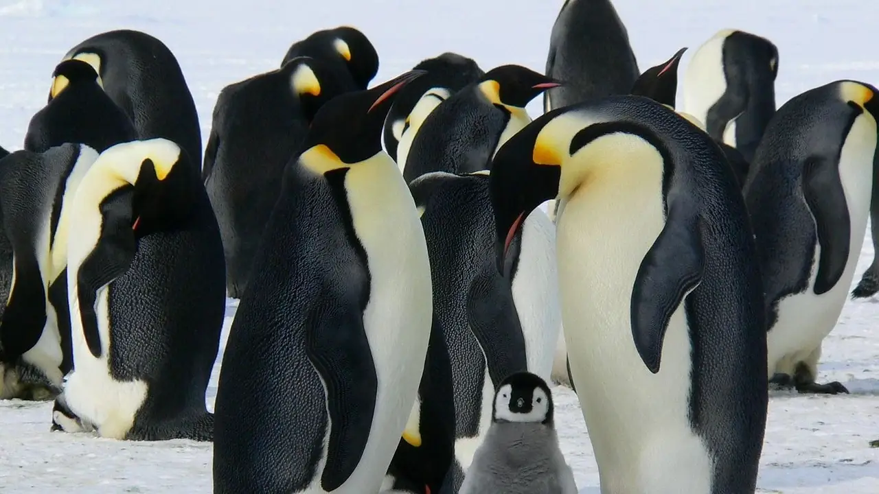 Pingüinos