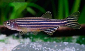 El asombroso hallazgo del CONICET sobre el pez cebra que podría cambiar la medicina | Conicet