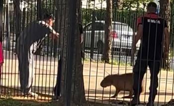 Final feliz en Pilar: el rescate de un carpincho atrapado en las rejas de un parque | Pilar