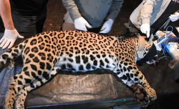 Desaparecieron dos crías de yaguareté en Misiones  | Animales