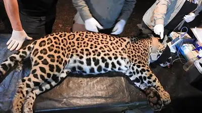 Desaparecieron dos crías de yaguareté en Misiones y la Justicia intenta resolver el misterio Desaparecieron dos crías de yaguareté en Misiones y la Justicia intenta resolver el misterio