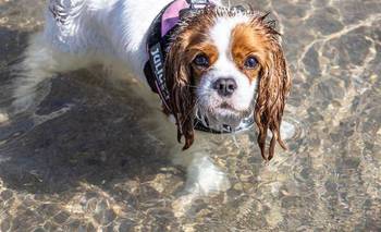 ¿Sabías que hablarle a tu perro con voz aguda mejora su atención? | Animales
