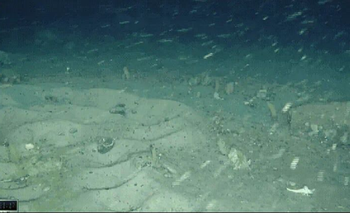 Buscaban un barco en la Antártida, pero se llevaron una sorpresa | Animales