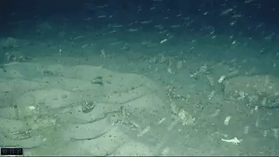 Buscaban un barco en la Antártida, pero se llevaron una sorpresa: "La exploración del mundo aún continúa" Buscaban un barco en la Antártida, pero se llevaron una sorpresa: "La exploración del mundo aún continúa"