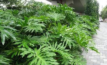 Adiós lengua de suegra: la planta elegante que será tendencia en 2026 | Hogar