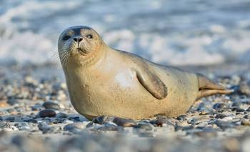 Logran por primera vez fotografiar una foca de Ross debajo del agua | Animales