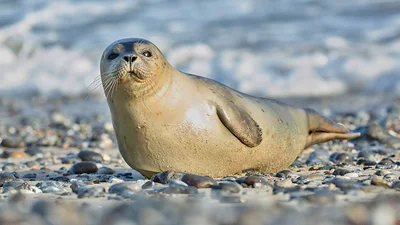 Animales Animales