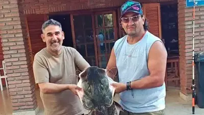 Abundan grandes surubíes en un importante río de Argentina: las explicaciones de un especialista Abundan grandes surubíes en un importante río de Argentina: las explicaciones de un especialista