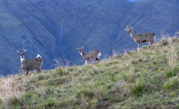 Hallazgo clave en Salta: logran resgitrar a la taruca por primera vez | Animales