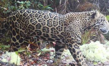 Avistaron por primera vez al jaguar "de las nubes" en 10 años | Animales