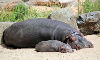 Sacrificarán 80 hipopótamos descendientes de los ejemplares pertenecientes a Pablo Escobar | Animales