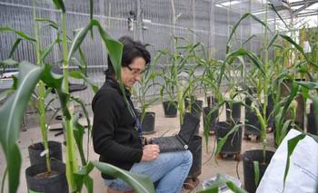 María Elena Otegui: la investigadora que impulsó el maíz tardío | Conicet