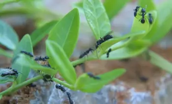 Chau hormigas del jardín: los 4 trucos caseros más efectivos | Hogar