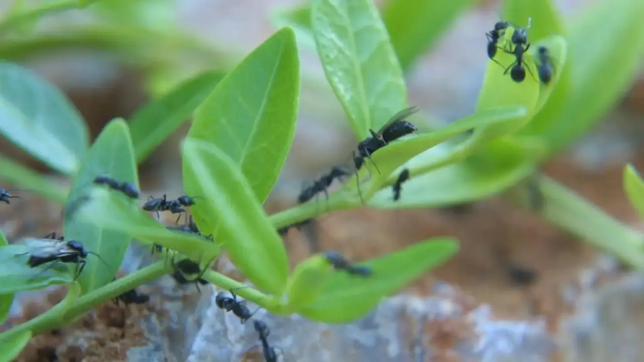 Chau hormigas del jardín: los 4 trucos caseros más efectivos