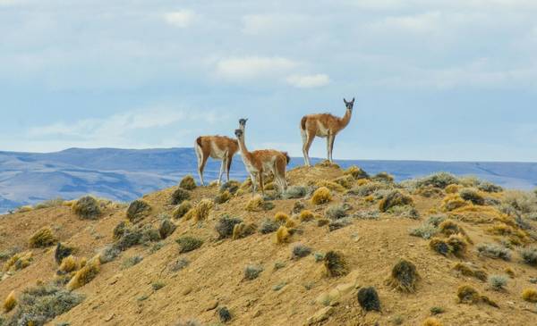 Un Legado Viviente: El Guardián Milenario de la Estepa