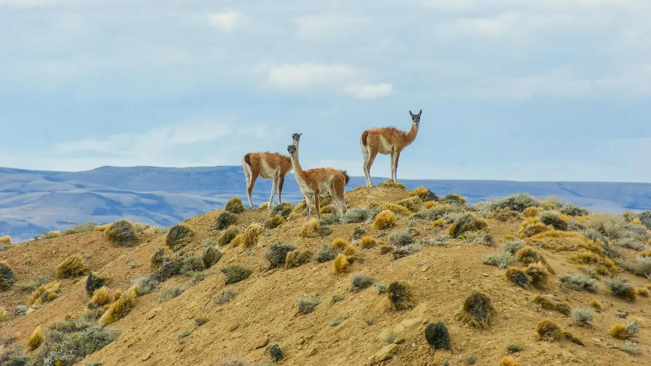 El guanaco es un animal ancestral de la Patagonia y pariente del camello. Qué lo hace único.