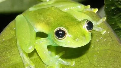 Parece de juguete pero es real: científicos encuentran una extraña rana de cristal en Ecuador Parece de juguete pero es real: científicos encuentran una extraña rana de cristal en Ecuador
