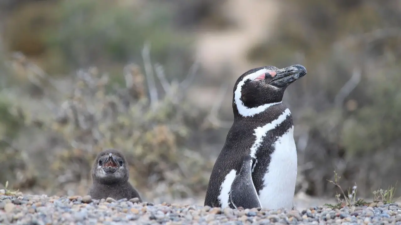 Pingüino 