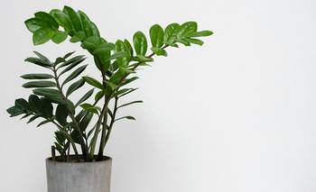 Ni cactus ni suculentas: la planta resistente que dominará los hogares en 2026 | Plantas