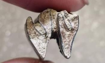 Descubrieron restos fósiles de carpinchos que vivieron hace más de 4,5 millones de años | Animales