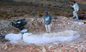 El CONICET descubrió una nueva especie de dinosaurio en Chubut | Ciencia 