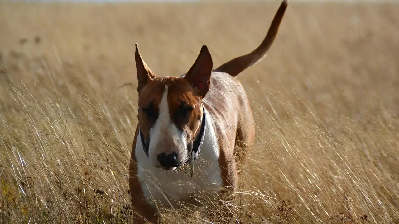 Perro Bull terrier