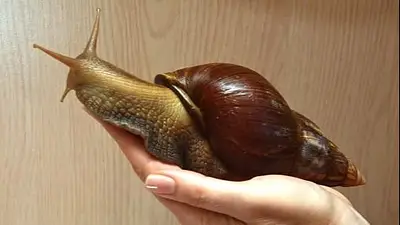 Caracol gigante africano. Caracol gigante africano.