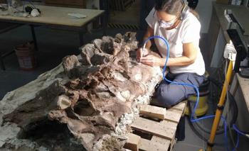 Descubrieron en Chubut una nueva especie de dinosaurio, el "Bicharracosaurus dionidei" | Conicet