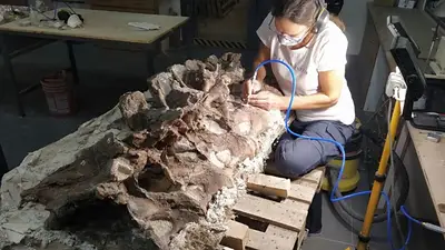 Descubrieron en Chubut una nueva especie de dinosaurio, el "Bicharracosaurus dionidei" Descubrieron en Chubut una nueva especie de dinosaurio, el "Bicharracosaurus dionidei"
