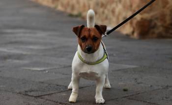 Errores al pasear a tu perro: los hábitos más comunes que pueden afectar su bienestar | Animales