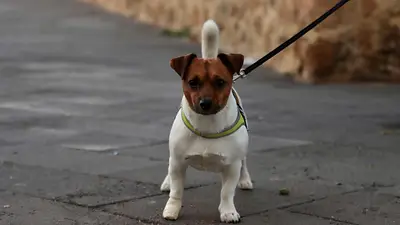 Cuáles son los errores más comunes al pasear a tu perro y cómo evitarlos para mejorar su bienestar. Cuáles son los errores más comunes al pasear a tu perro y cómo evitarlos para mejorar su bienestar.