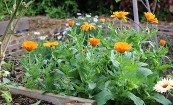 Ni el frío la detiene: la planta ideal para tener el jardín | Plantas