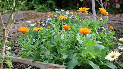 Ni el frío la detiene: la planta ideal para tener el jardín Ni el frío la detiene: la planta ideal para tener el jardín