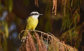 El pájaro cantor que anuncia la llegada de la lluvia y el buen augurio para quien lo vea | Animales